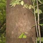 Virginia's 7th Pinakamalaking Poplar Tree, sa Campus ng Eastern State